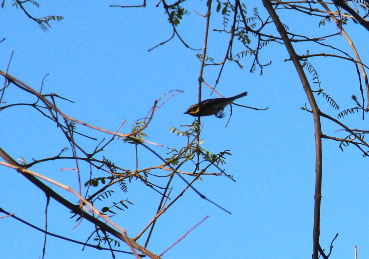 Townsend's Warbler - ML550006681