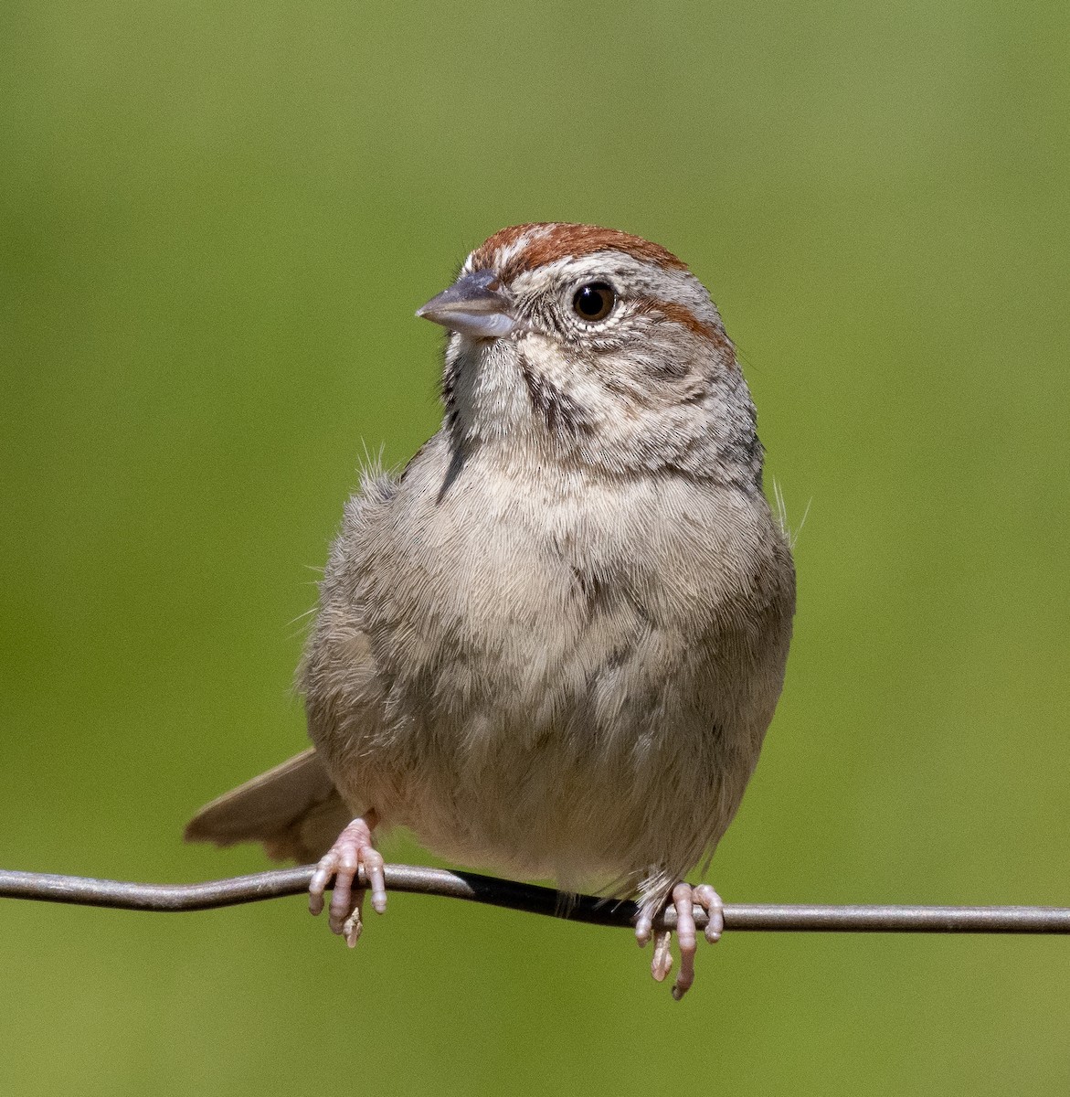 Rufous-crowned Sparrow - Sam Zuckerman