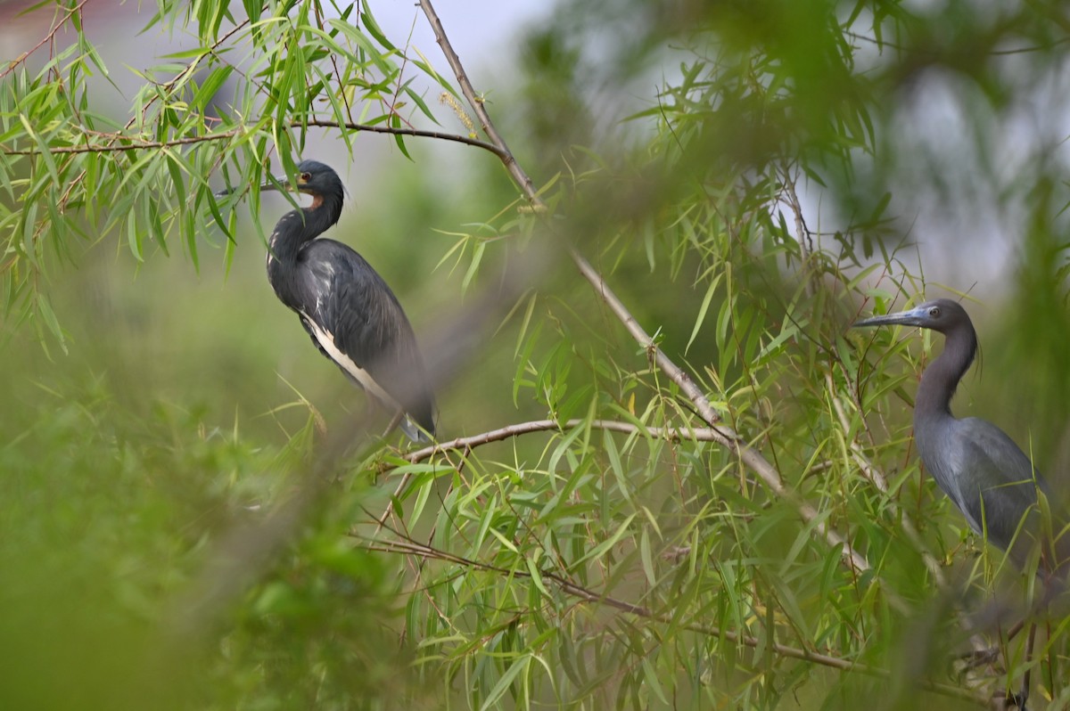 eBird Checklist 26 Mar 2023 Peveto WoodsBaton Rouge Audubon