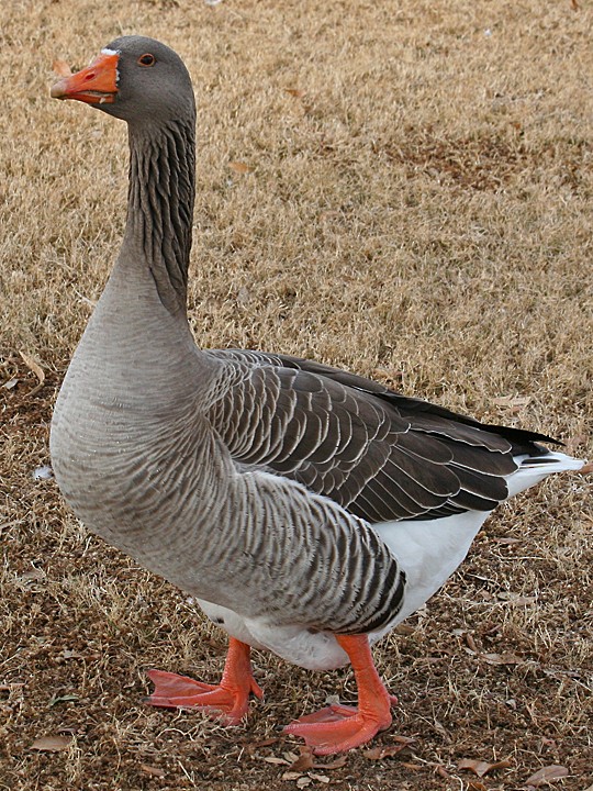 Graylag Goose (Domestic type) - ML550012091