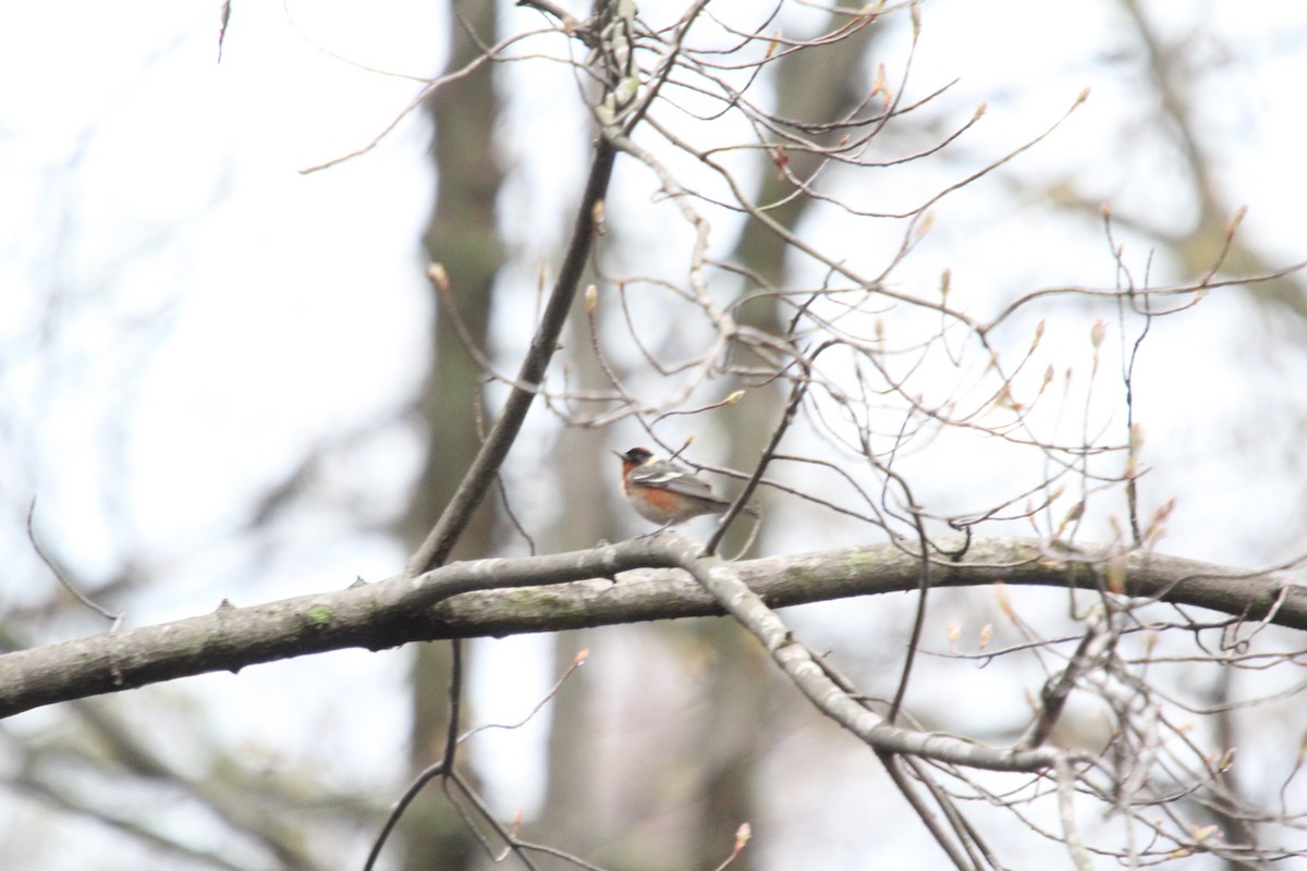 Bay-breasted Warbler - ML550013911