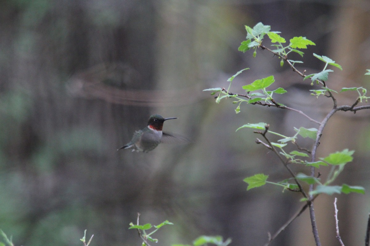 Ruby-throated Hummingbird - Christine Gaffey