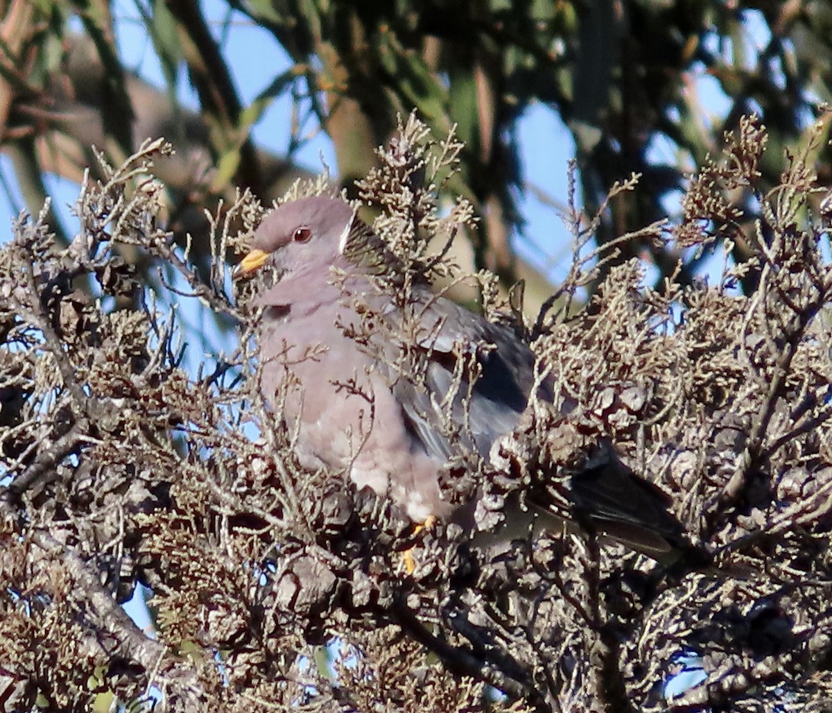 Band-tailed Pigeon - ML550016641