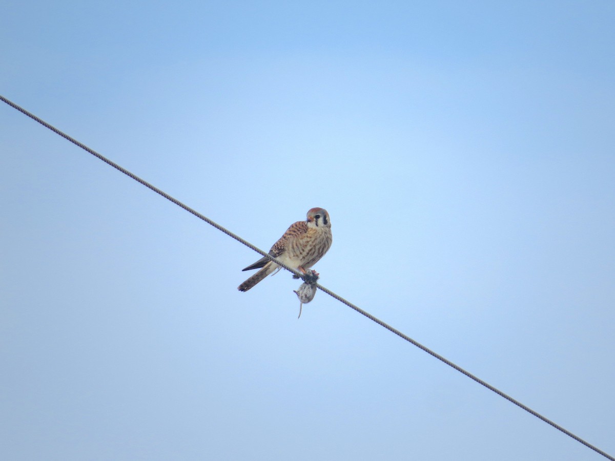 American Kestrel - Brandon Lentz