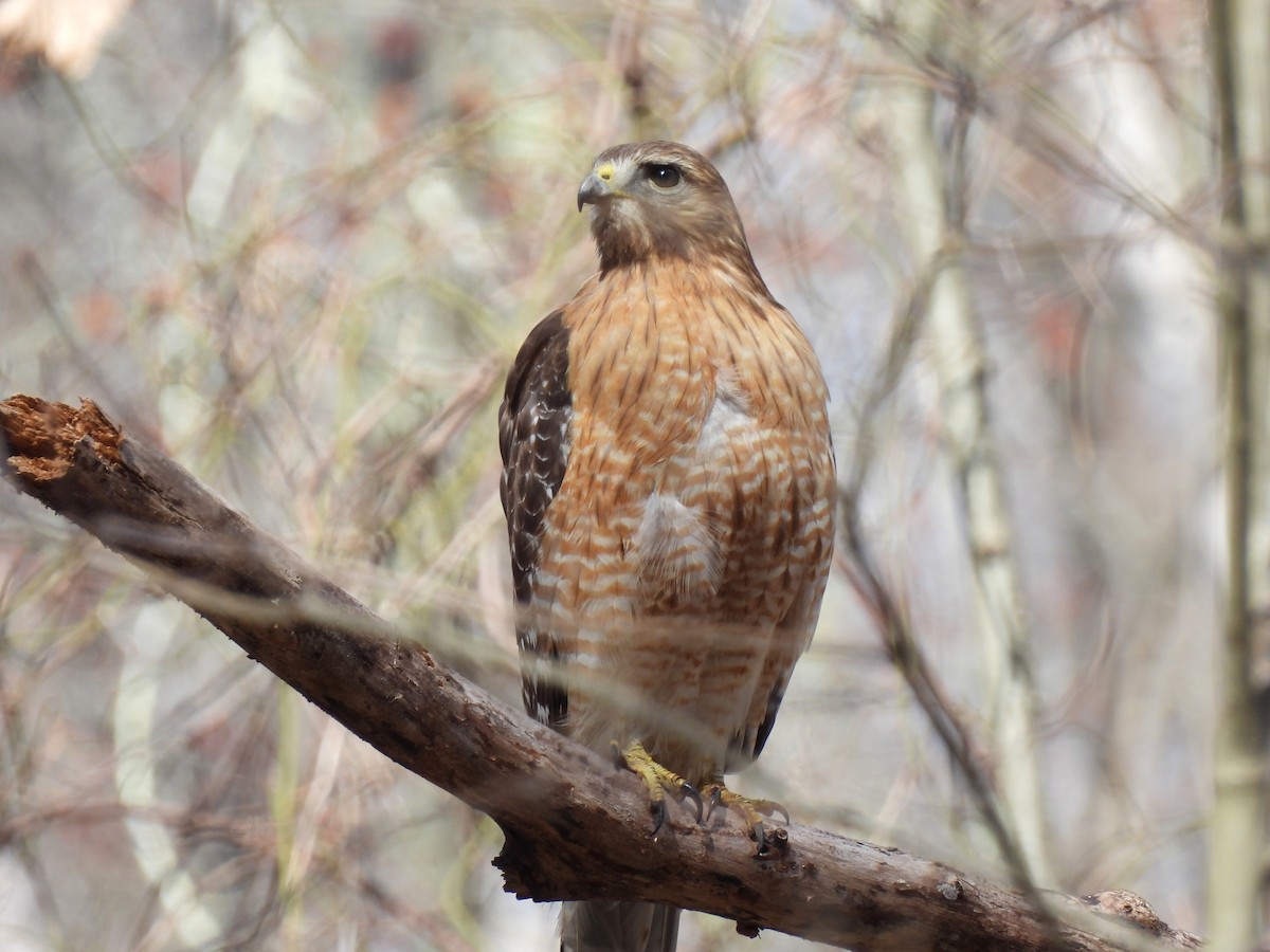 Mass Audubon eBird Checklist - 26 Mar 2023 - Museum of American Bird ...