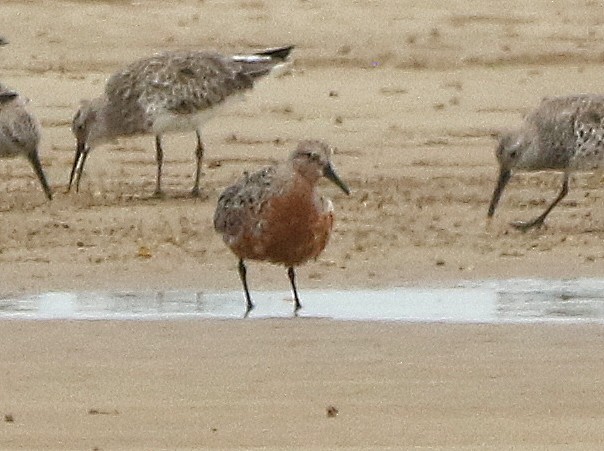 Red Knot - ML550019941