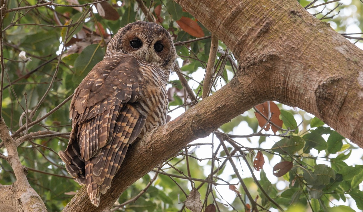 Rufous-legged Owl - ML550020131
