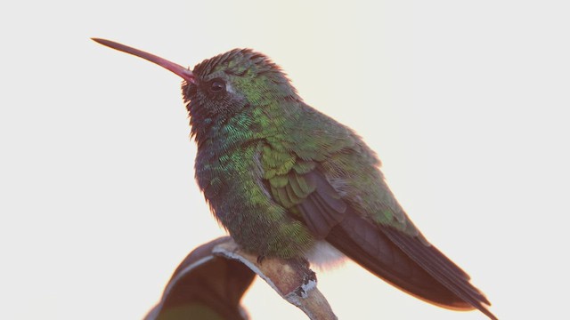 Broad-billed Hummingbird - ML550022161