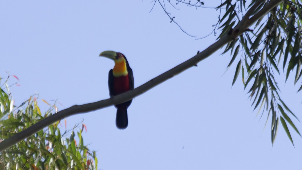 Red-breasted Toucan - ML550023531