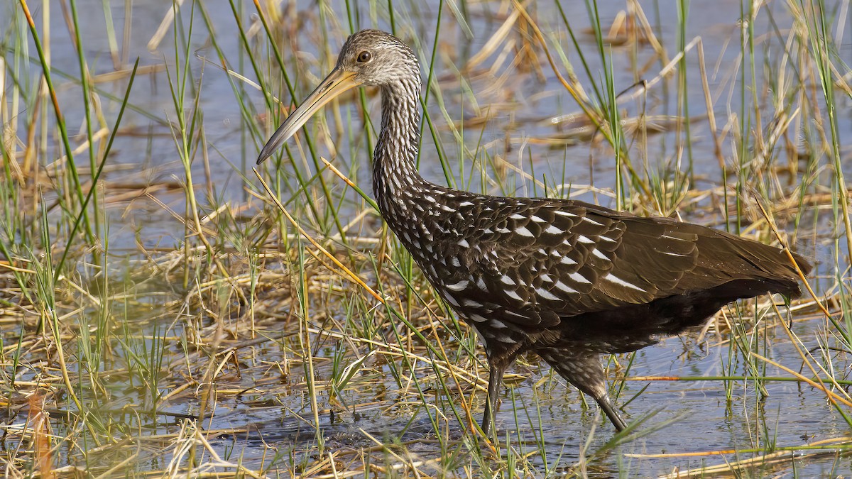 Limpkin - Sandra Wright