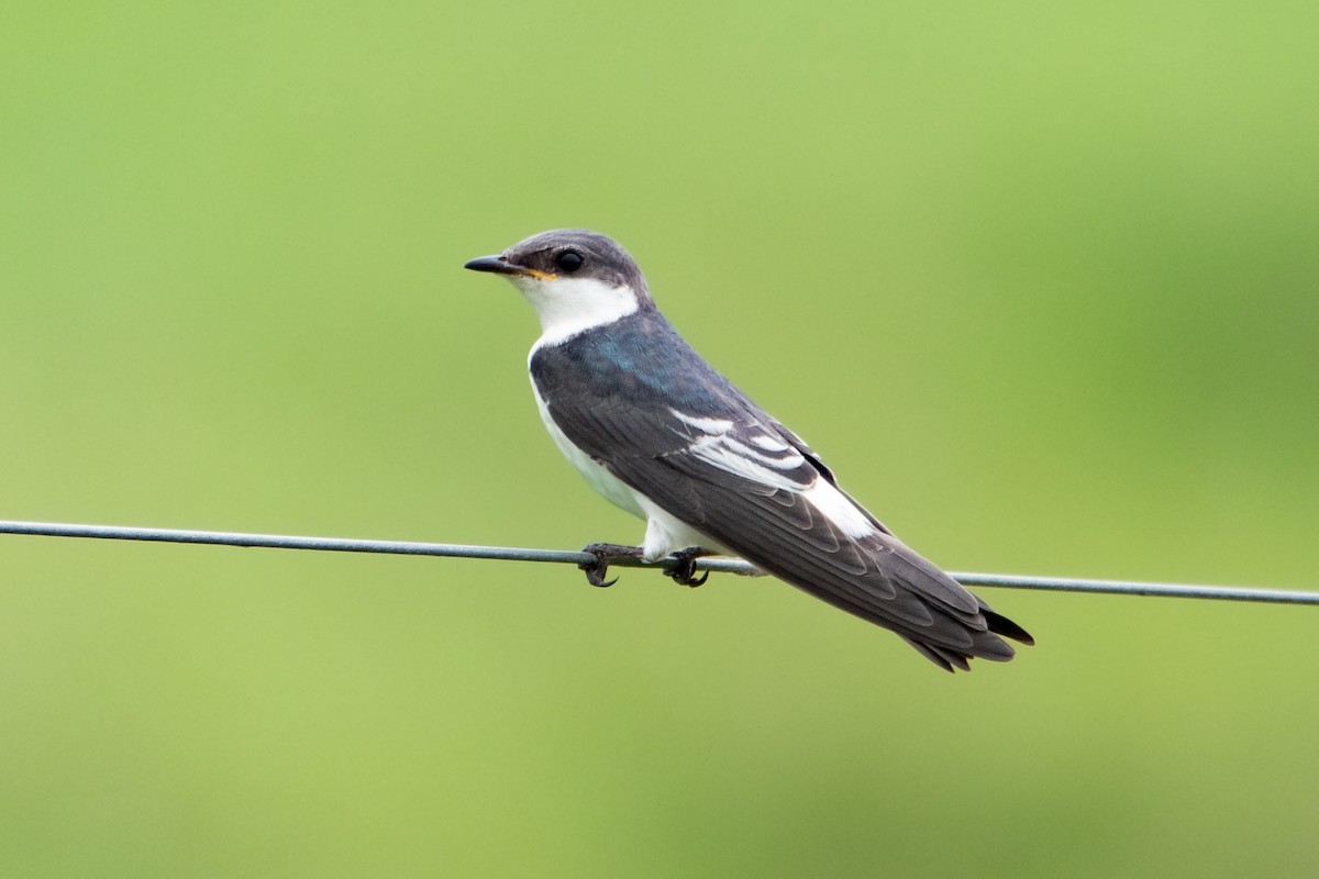 White-winged Swallow - ML550030701