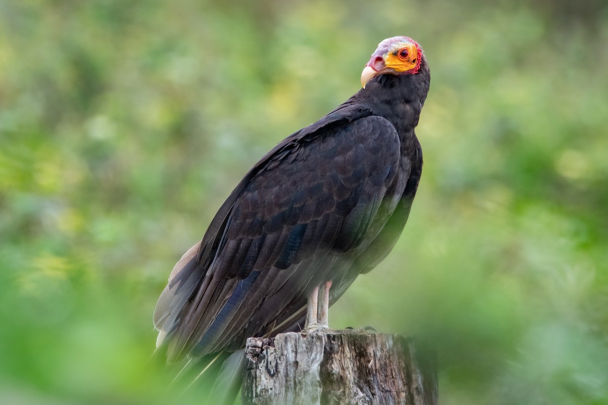 Lesser Yellow-headed Vulture - ML550031771