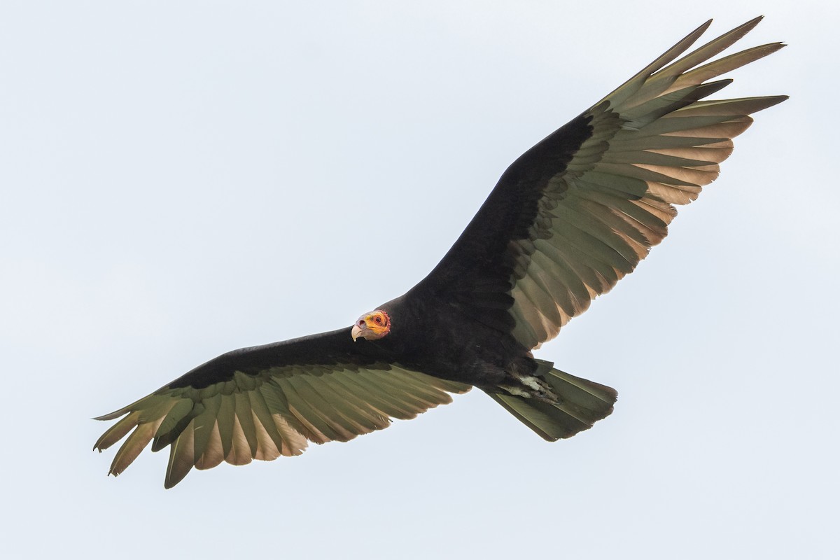 Lesser Yellow-headed Vulture - ML550031781