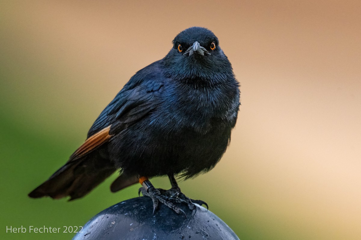 Pale-winged Starling - ML550033051