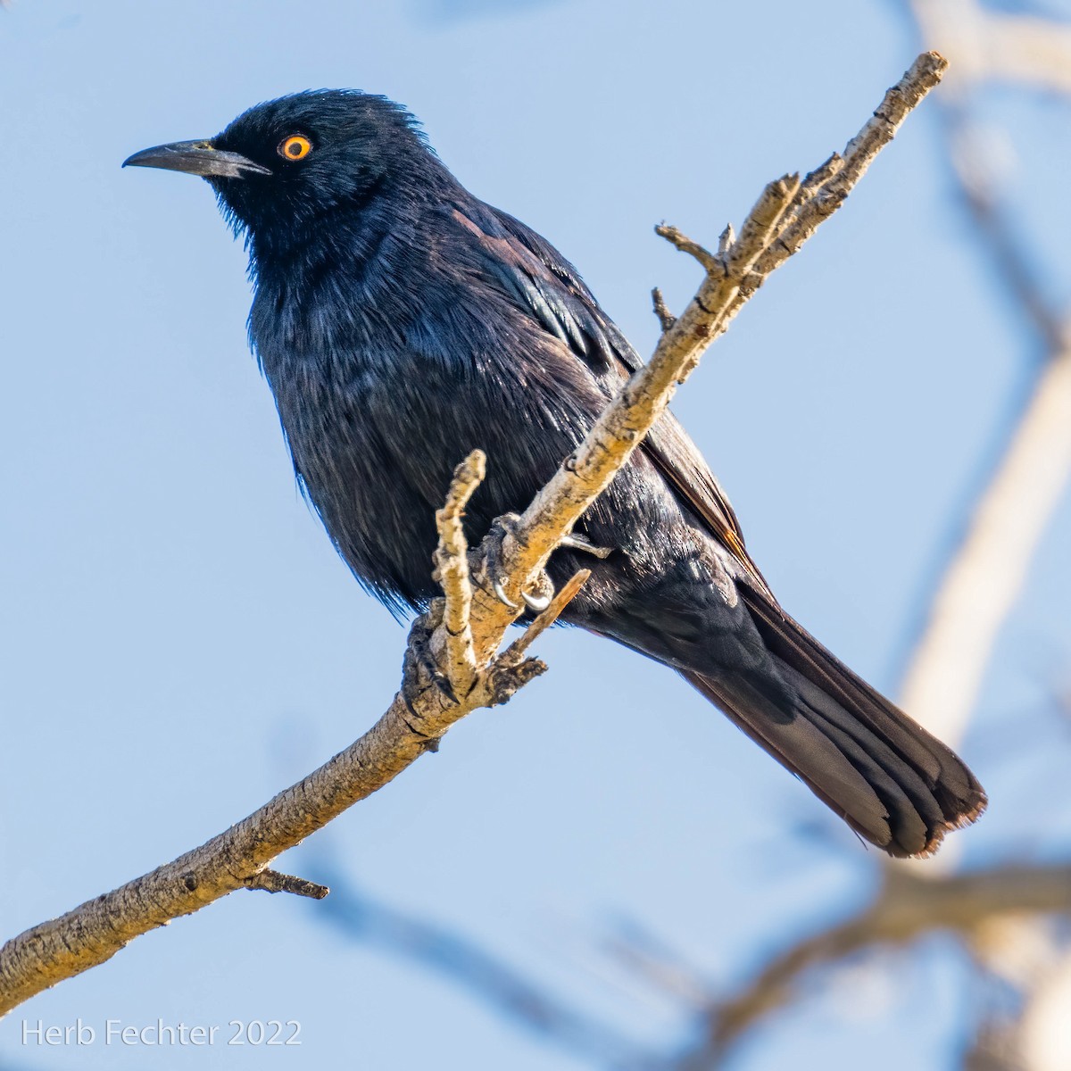 Pale-winged Starling - ML550033171