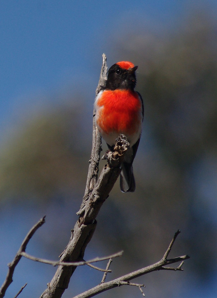 Red-capped Robin - ML550035381