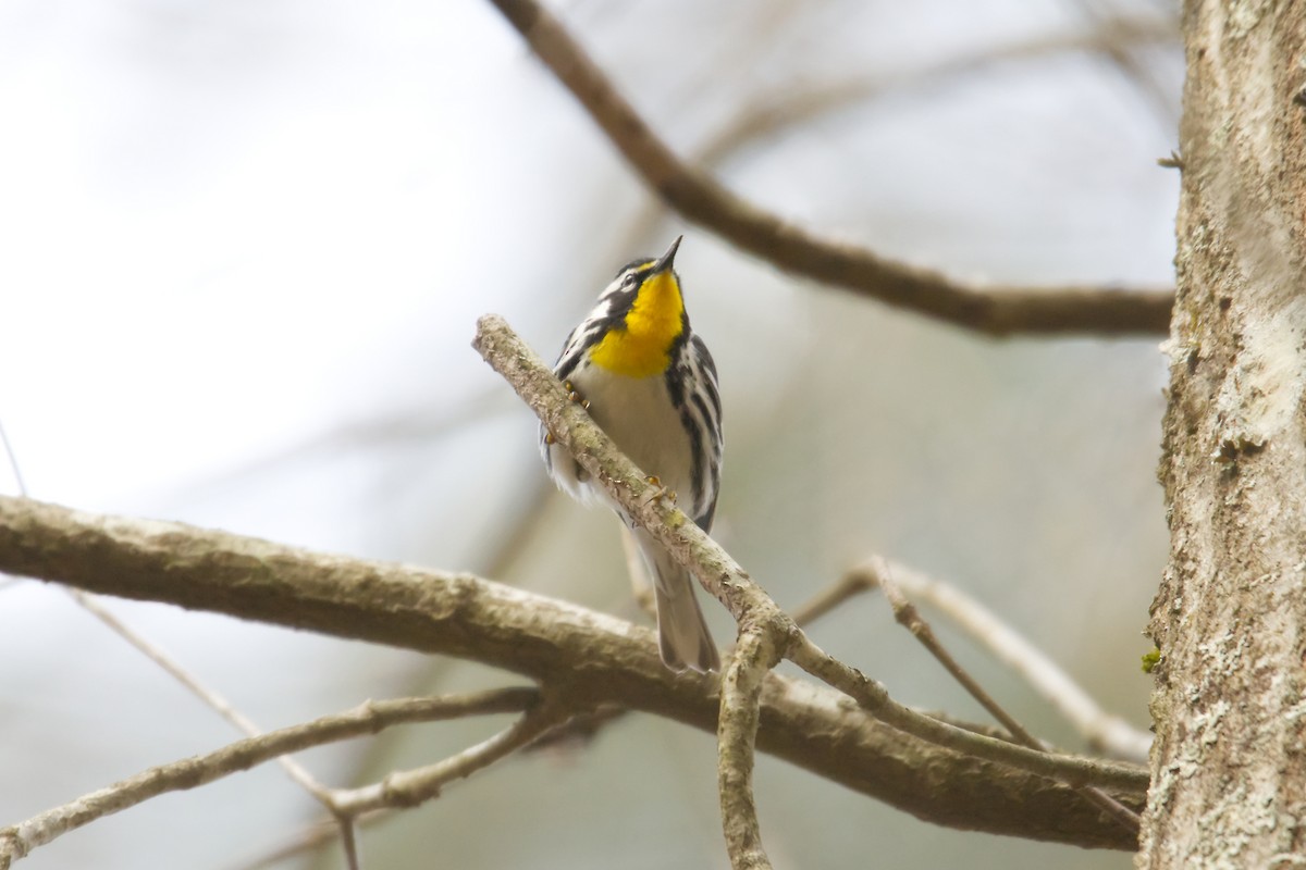 Yellow-throated Warbler - ML550035961