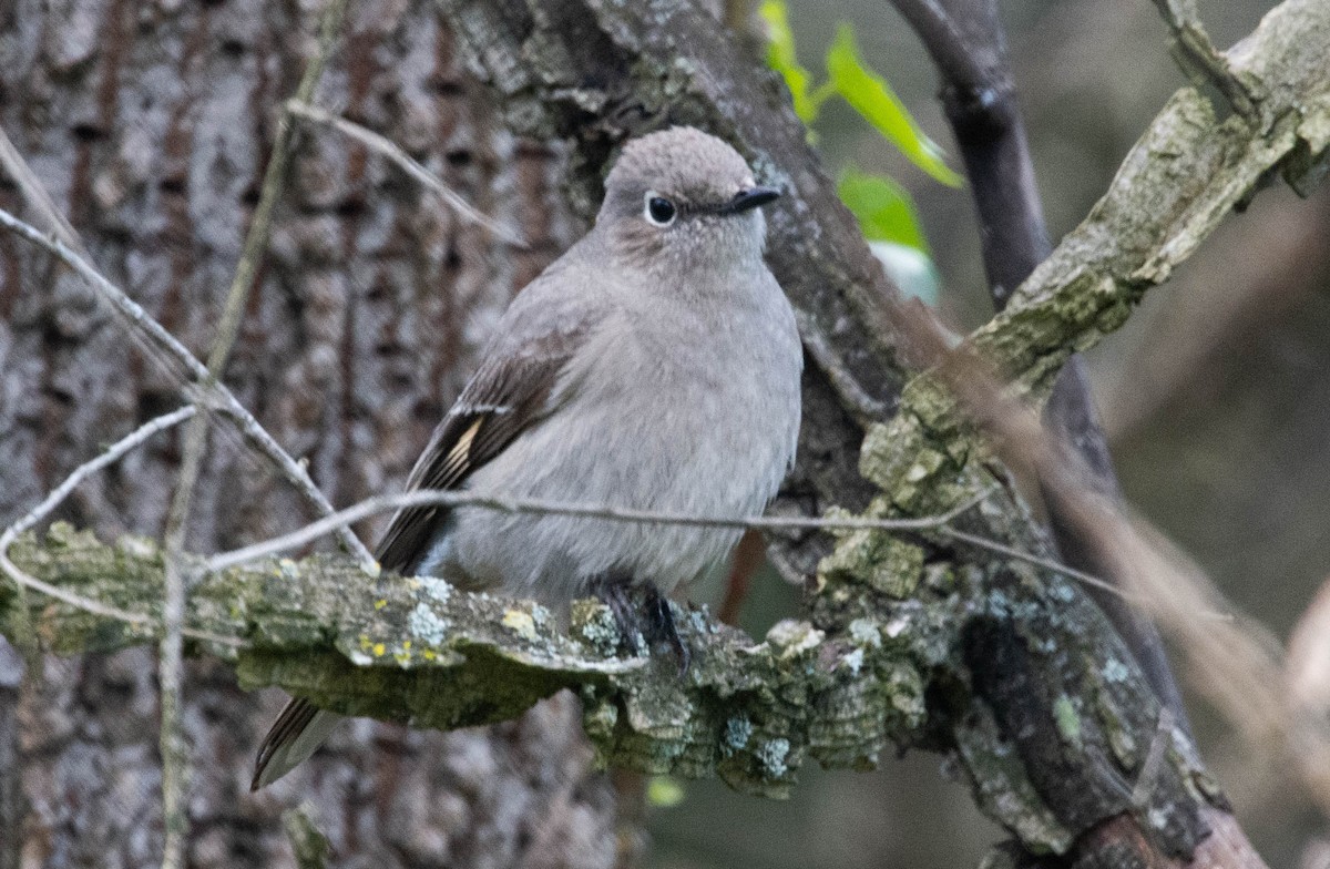 Townsend's Solitaire - ML550036731