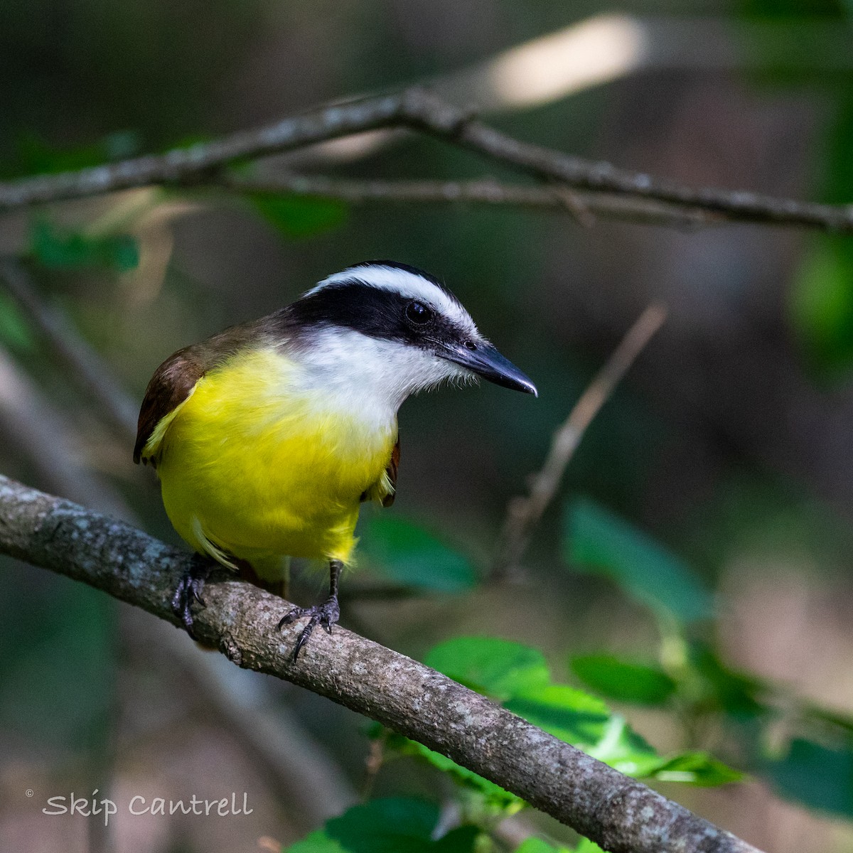 ML550037881 - Great Kiskadee - Macaulay Library