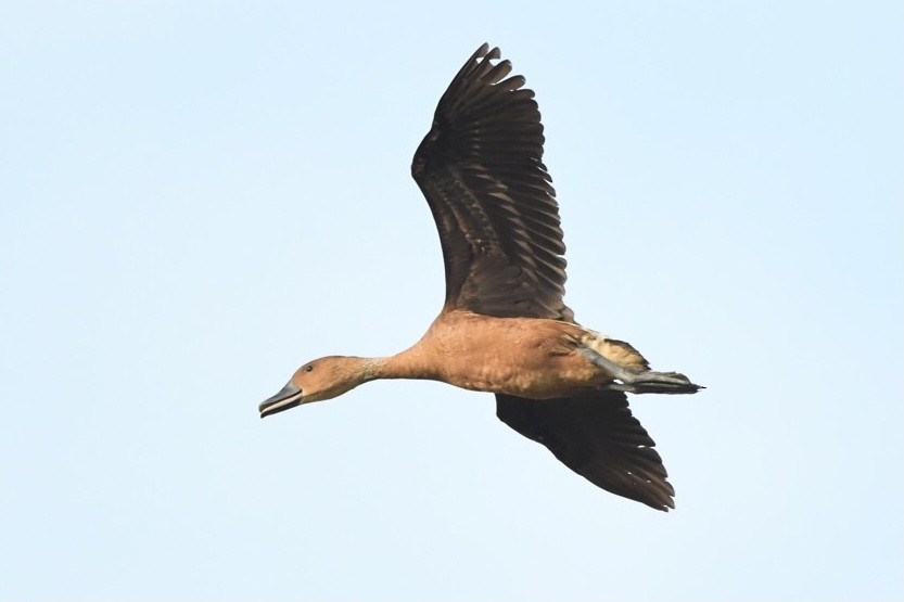 Fulvous Whistling-Duck - ML550037991