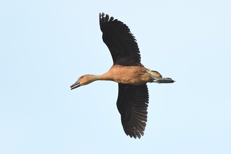 Fulvous Whistling-Duck - ML550038001