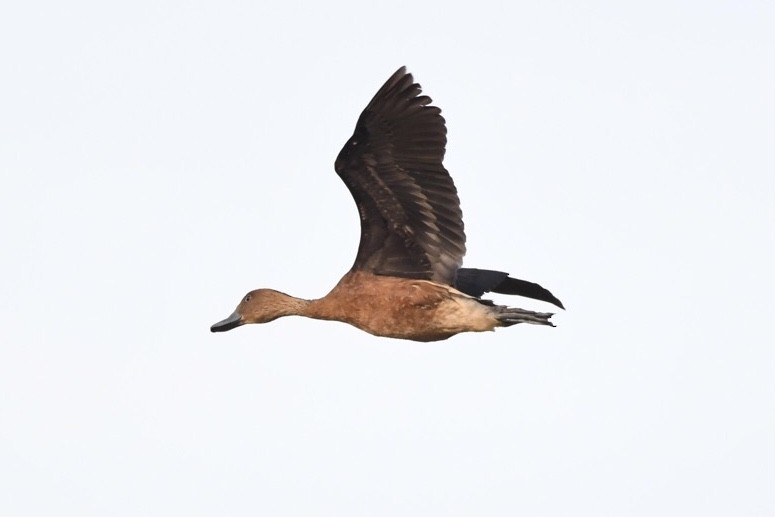 Fulvous Whistling-Duck - ML550038011