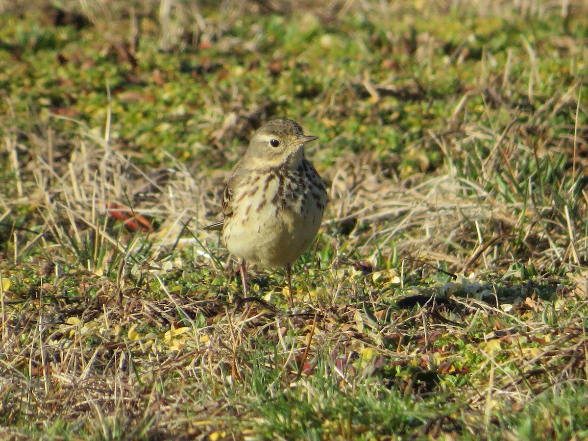 New York Breeding Bird Atlas Checklist - 26 Mar 2023 - Jones Beach SP ...