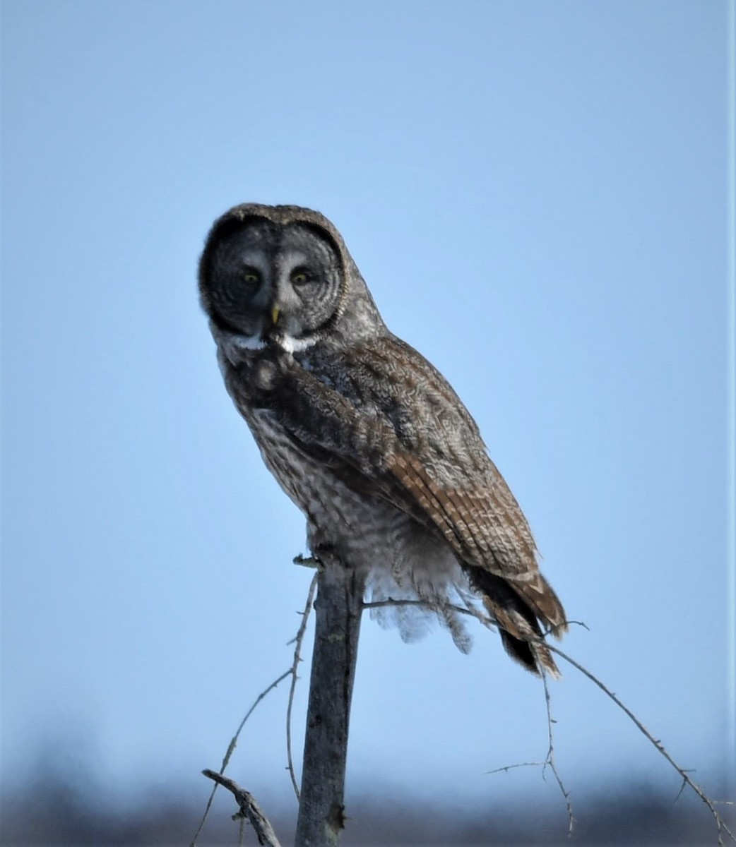 Great Gray Owl - Harry Miller