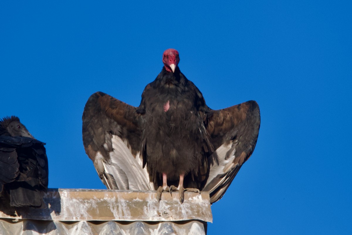 Turkey Vulture - ML550051591