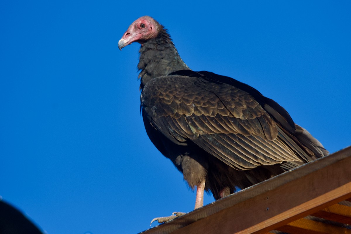 Turkey Vulture - ML550051801