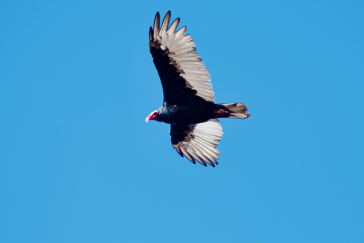 Turkey Vulture - ML550053651