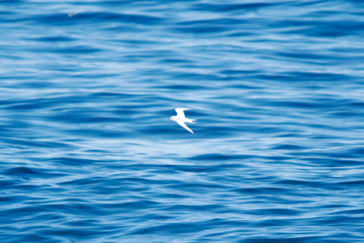 Snowy-crowned Tern - ML550054461