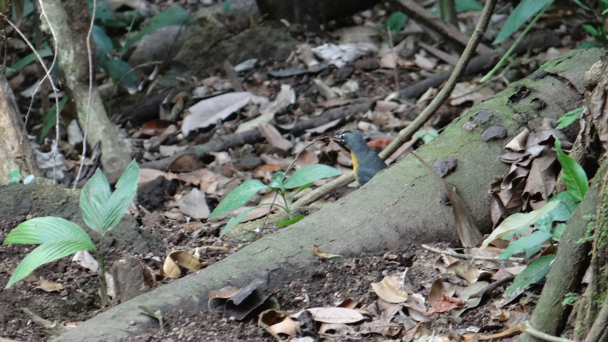 Fan-tailed Warbler - sandra molina victorio