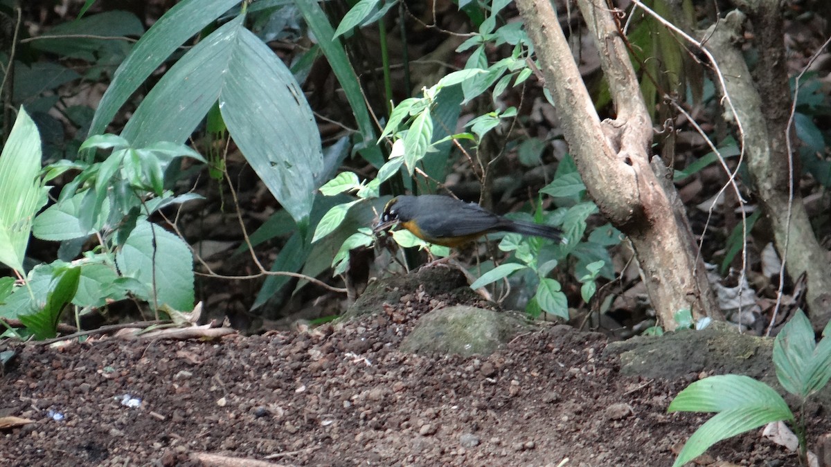 Fan-tailed Warbler - sandra molina victorio