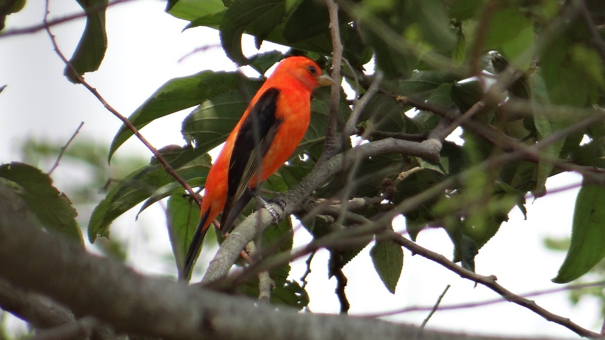 Scarlet Tanager - sandra molina victorio