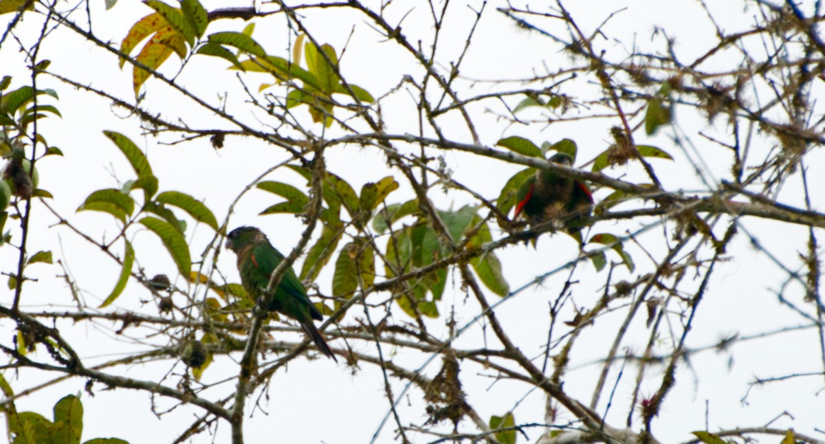 Maroon-tailed Parakeet - ML550058361