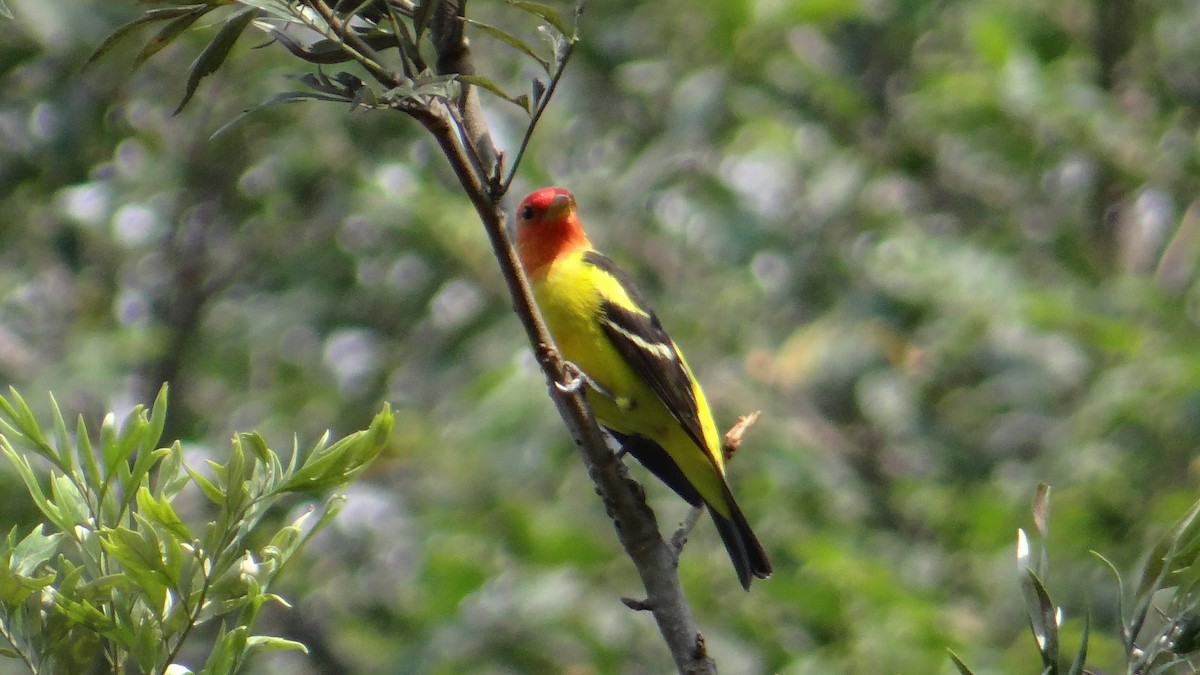 Western Tanager - ML55005861