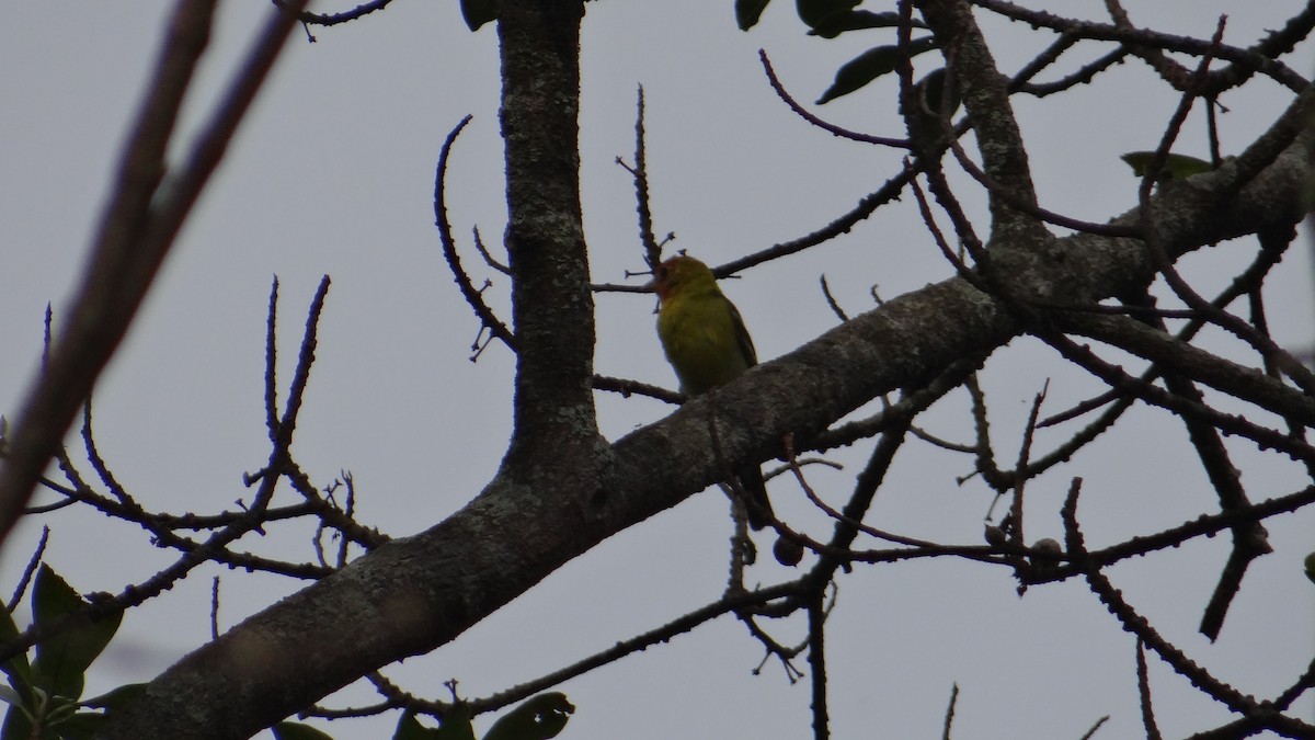 Western Tanager - ML55005871