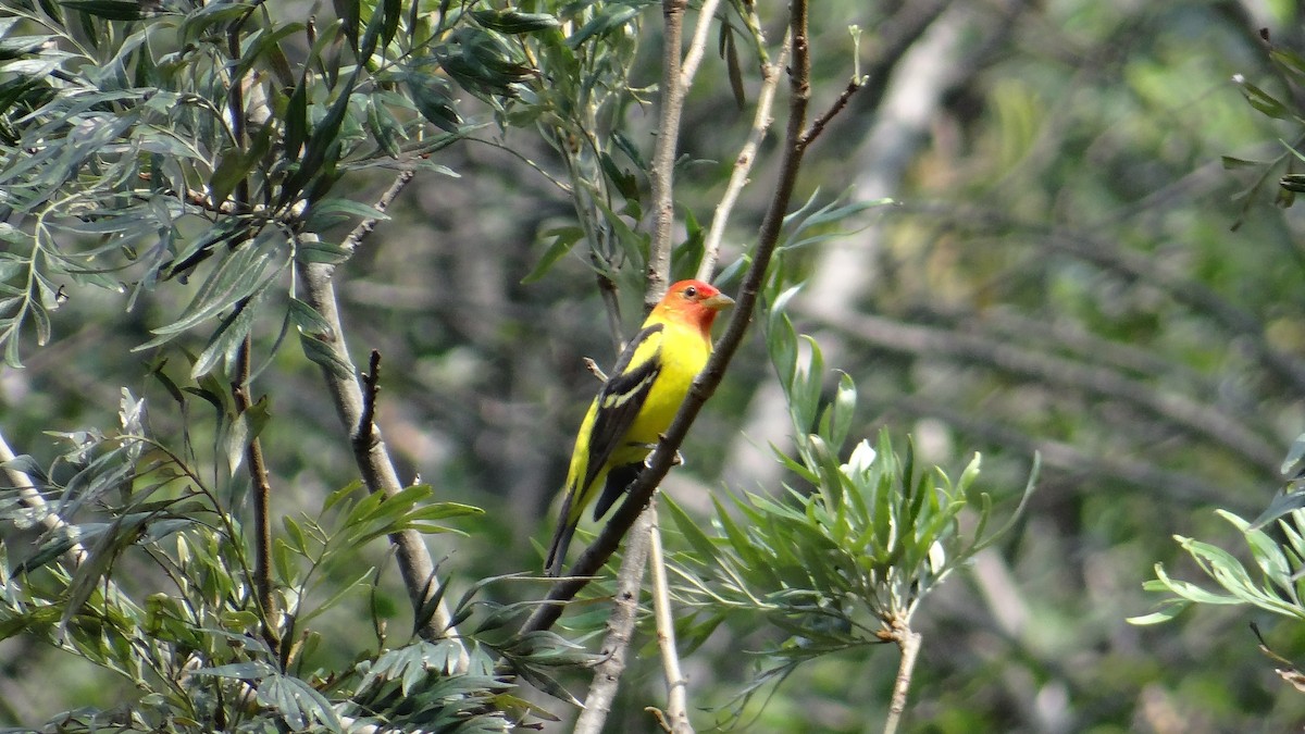 Western Tanager - ML55005901