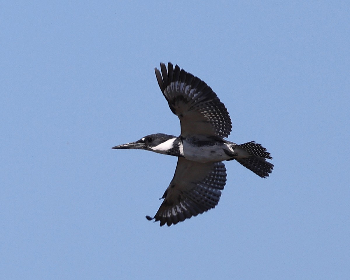 Belted Kingfisher - ML550059341