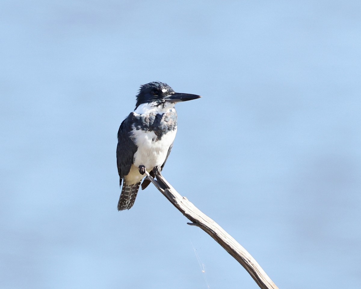 Belted Kingfisher - ML550059471