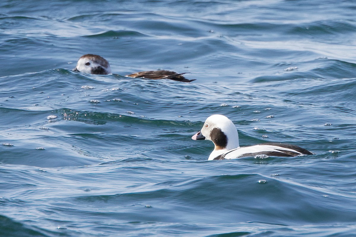 Long-tailed Duck - ML550063591