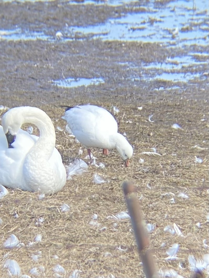 EBird Checklist 26 Mar 2023 Aylmer Wildlife Management Area 13