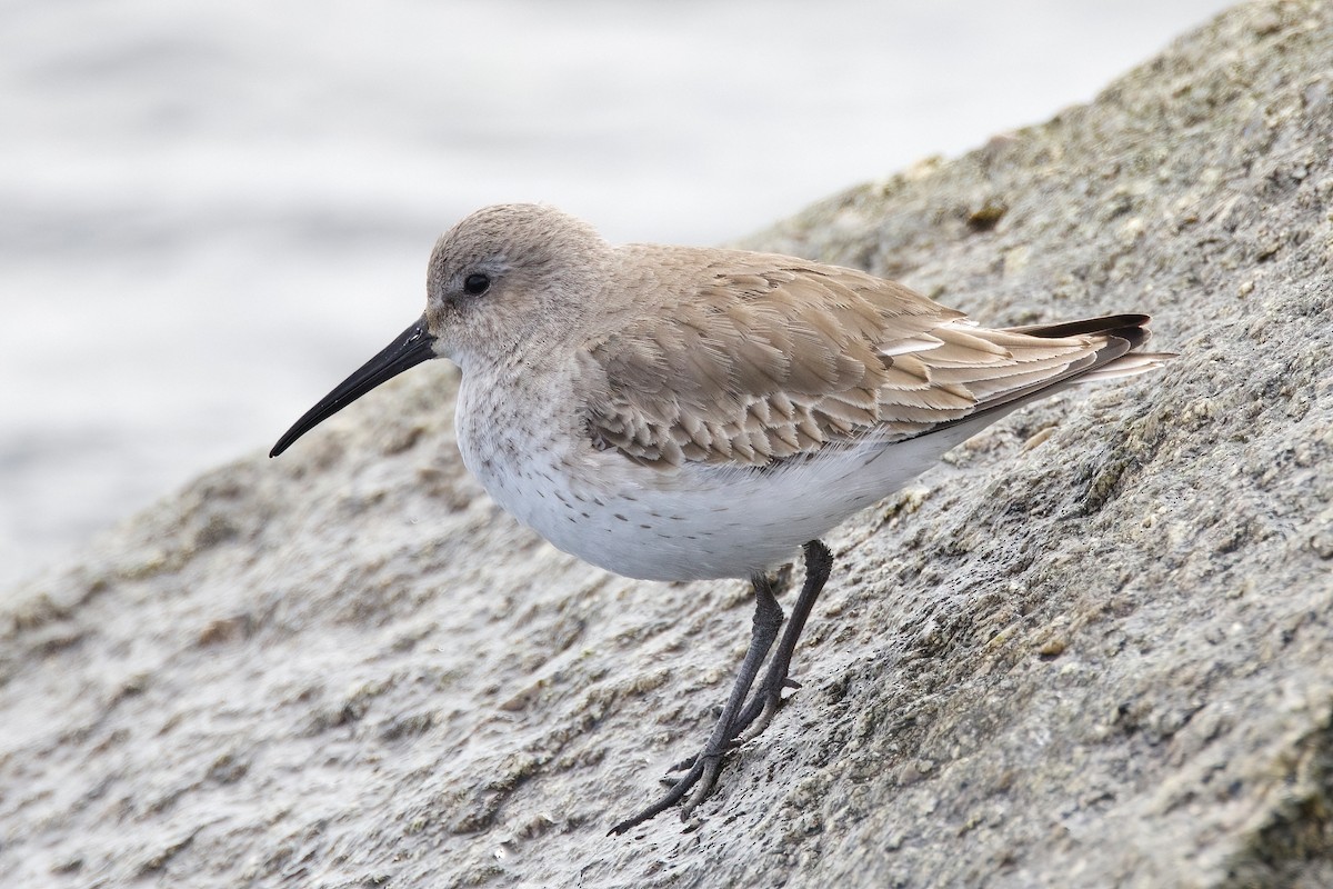 Dunlin - ML550064661