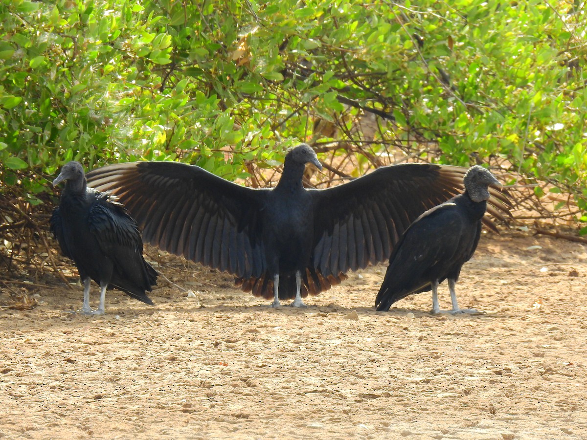 Black Vulture - ML550065211
