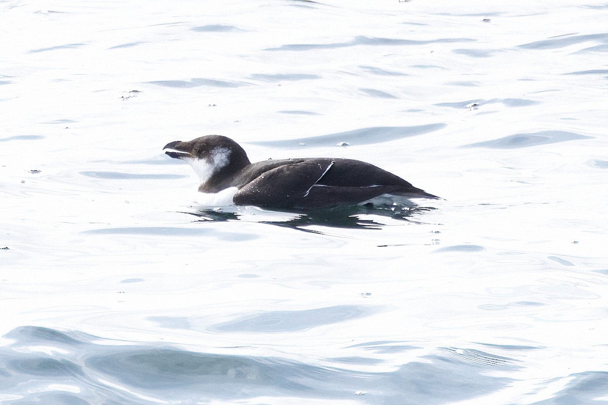 Razorbill - ML550065261
