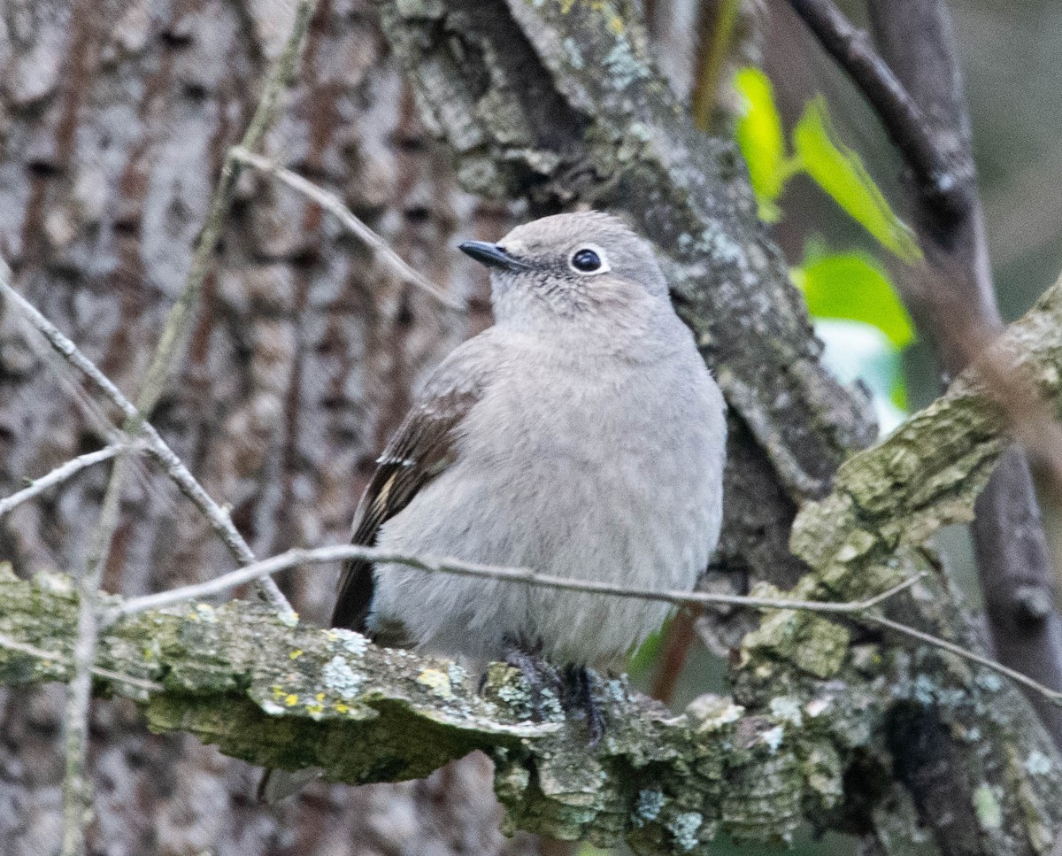 Townsend's Solitaire - ML550067261