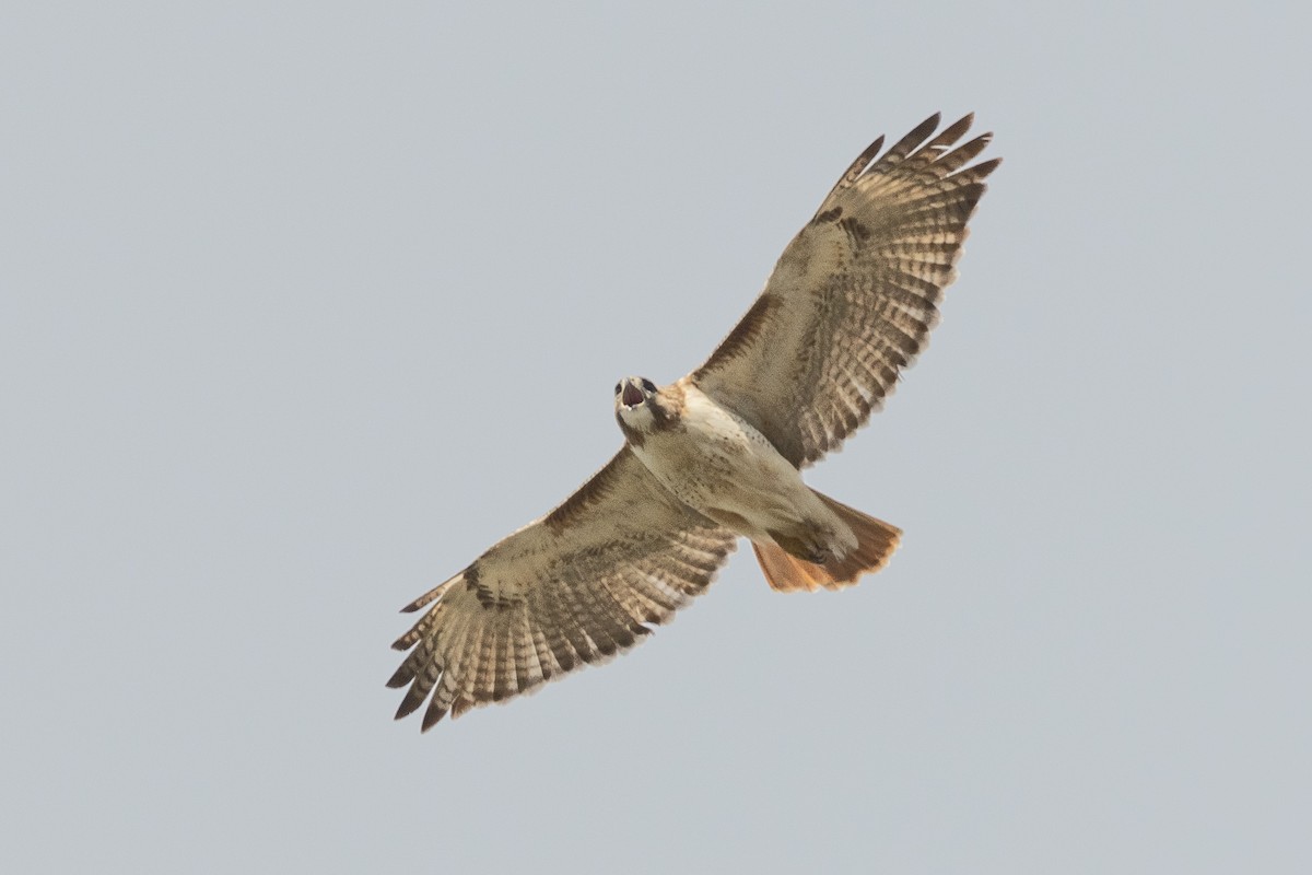 Red-tailed Hawk - ML550067511