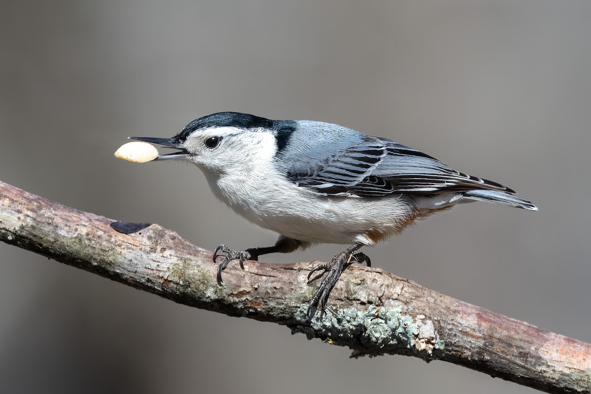 White-breasted Nuthatch - ML550067961