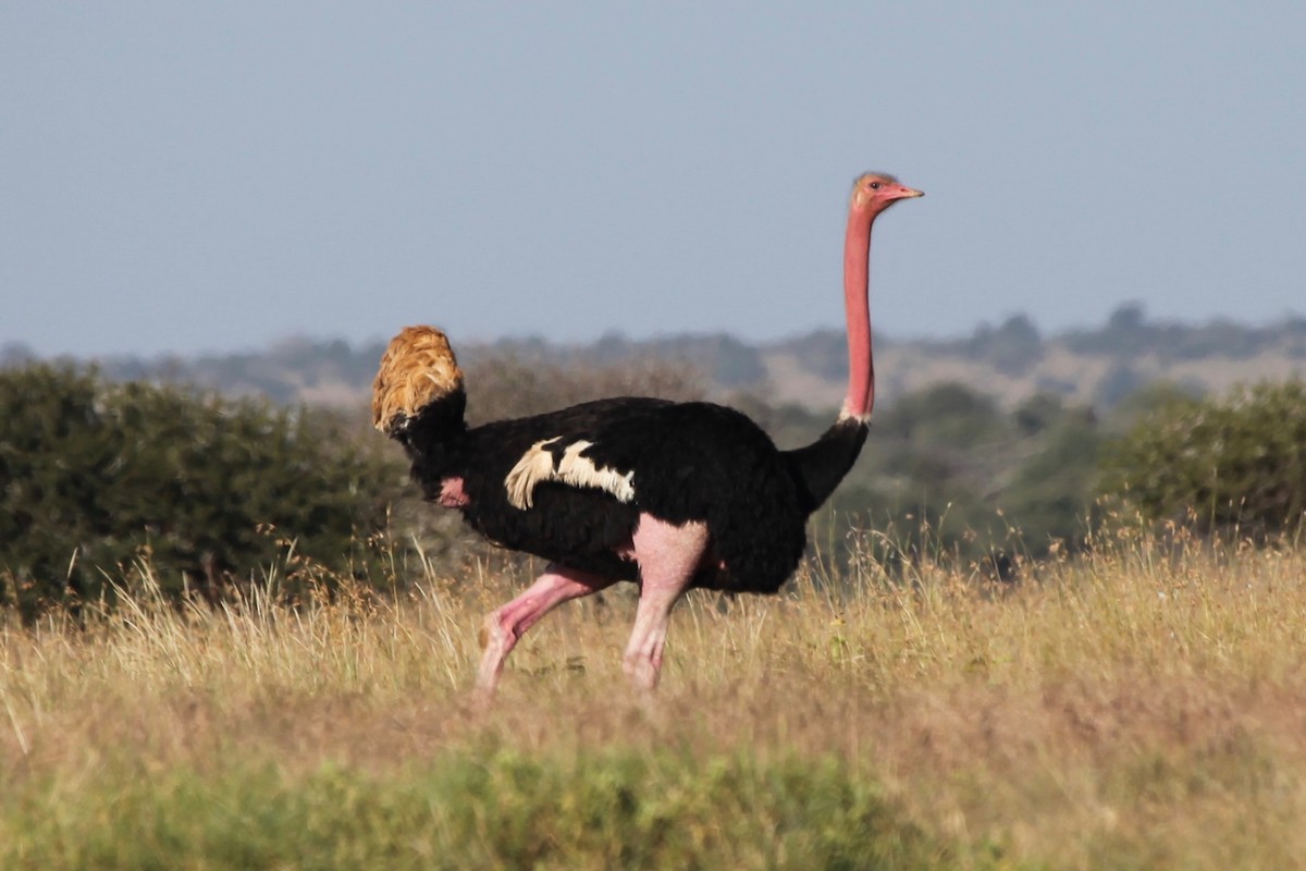 Common Ostrich - Dan Rabosky